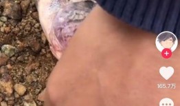 猴子视频爆料是真的吗,猴子视频爆料真实性揭秘